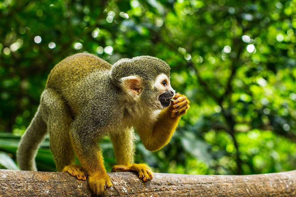Monkey Land Explorer y tirolesa - Imagen 1