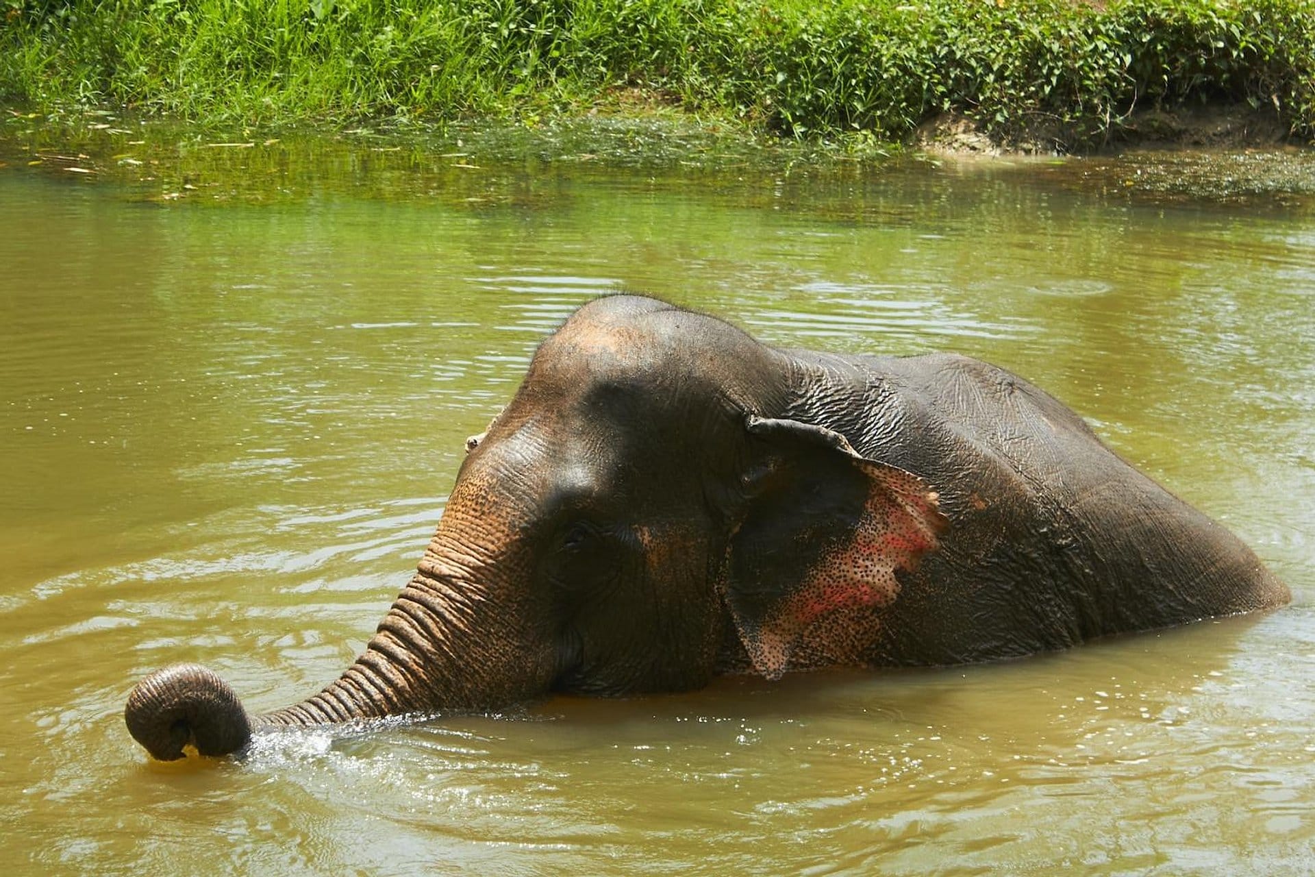 Elephant Jungle Sanctuary: medio día