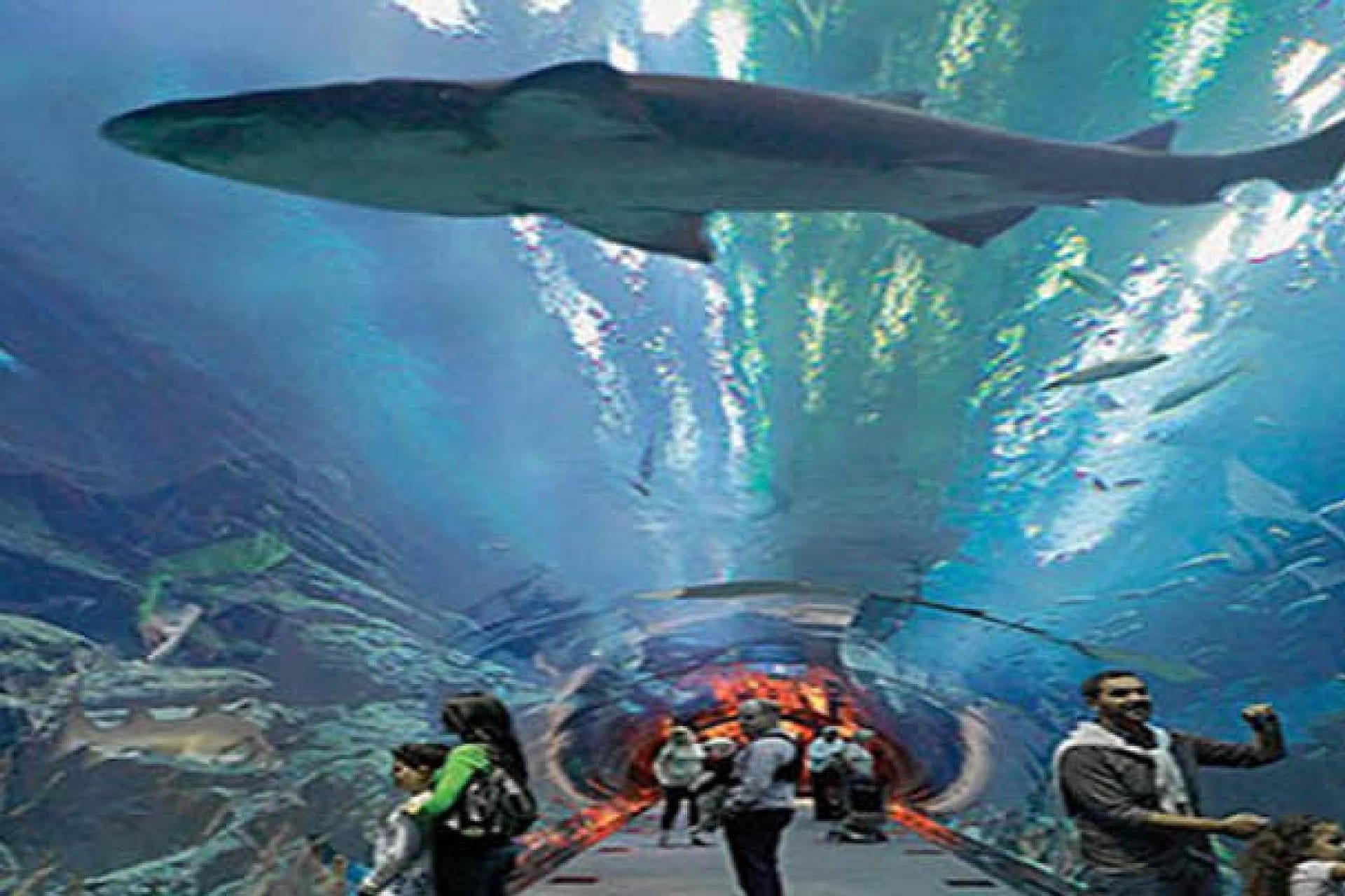 Entradas: acuario Dubai Mall y Penguin Cove