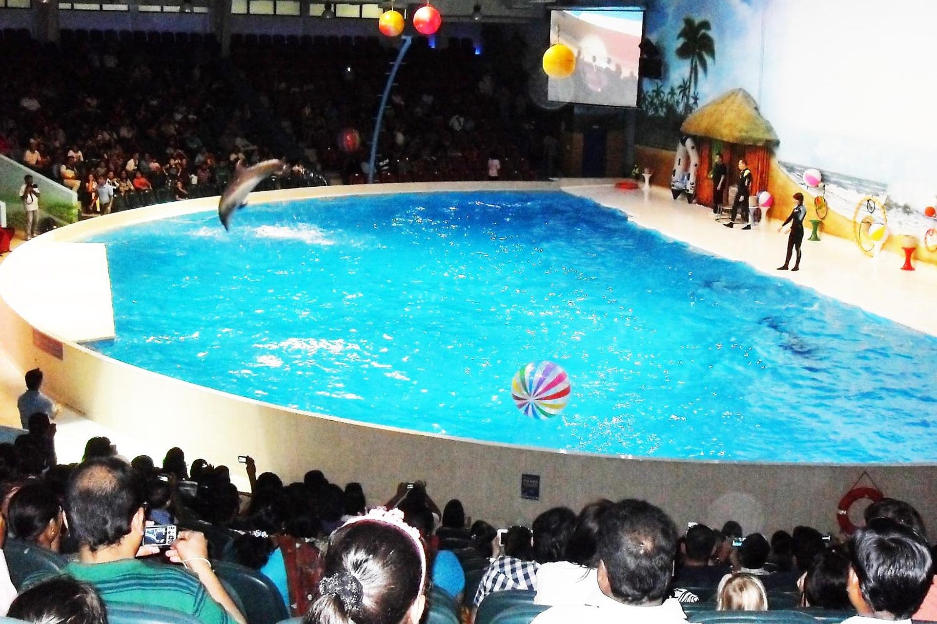 Dubai Dolphinarium: show de delfines y focas