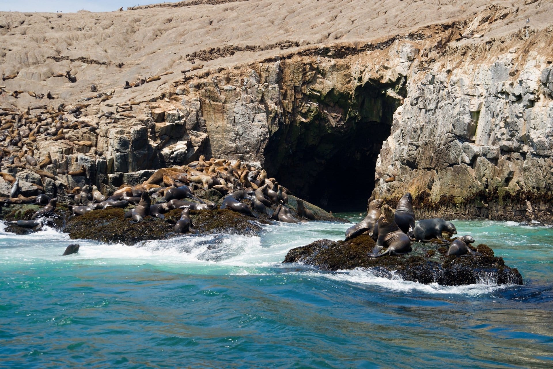 Islas Palomino: nado con lobos marinos