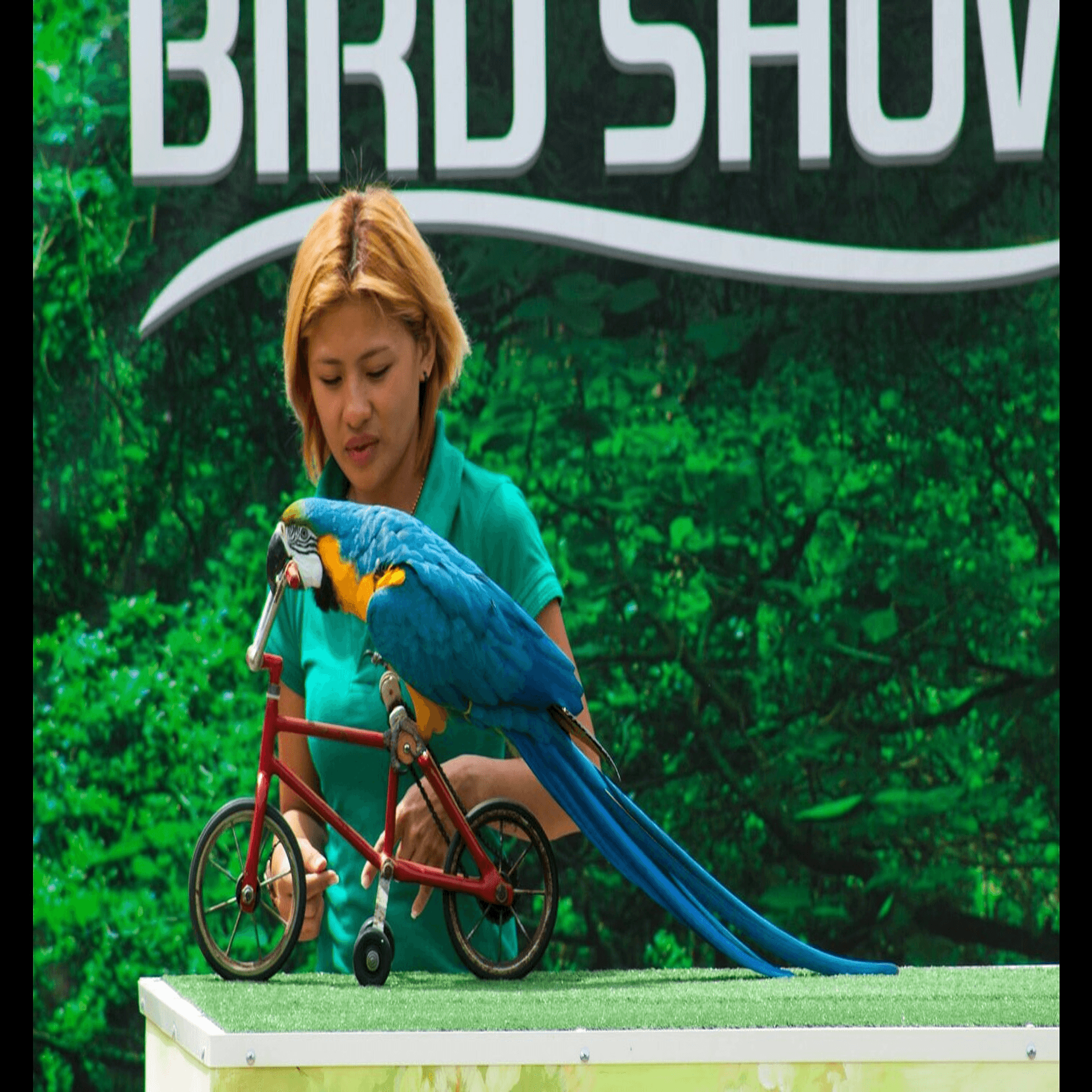 Espectáculo de aves exóticas