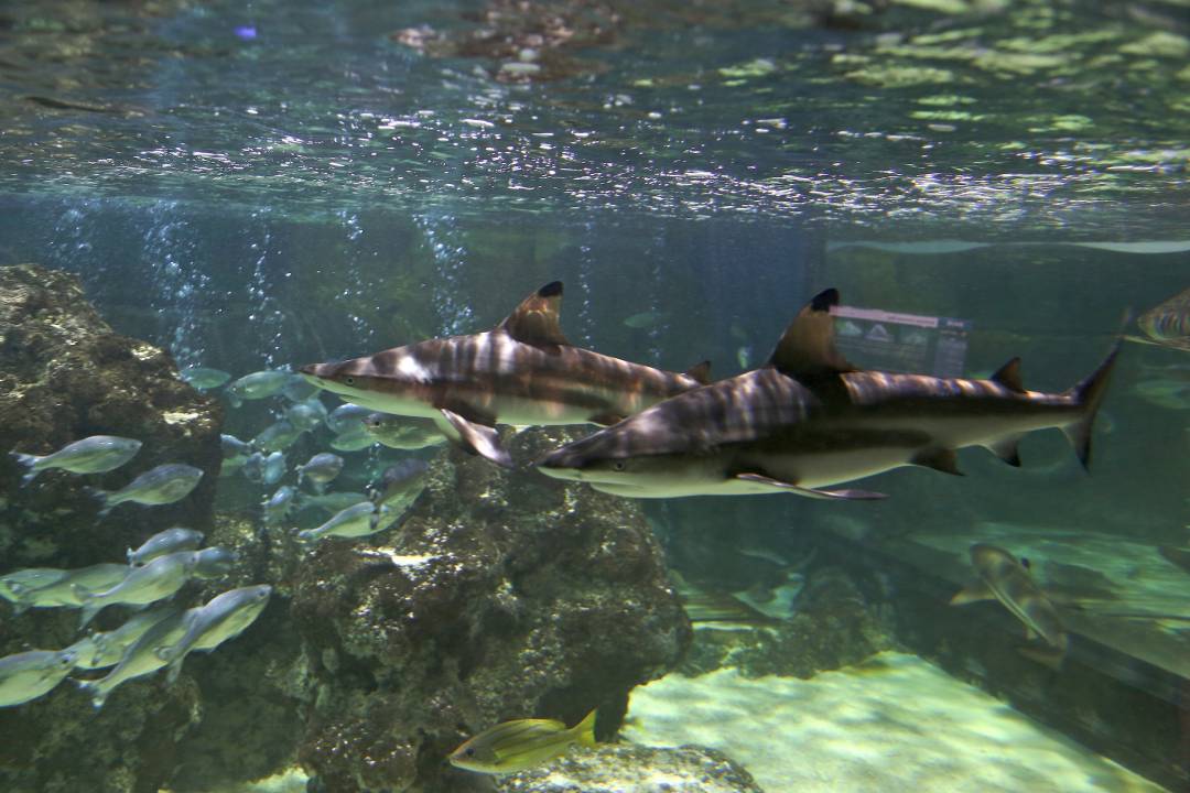 Explore Sea Life Blackpool