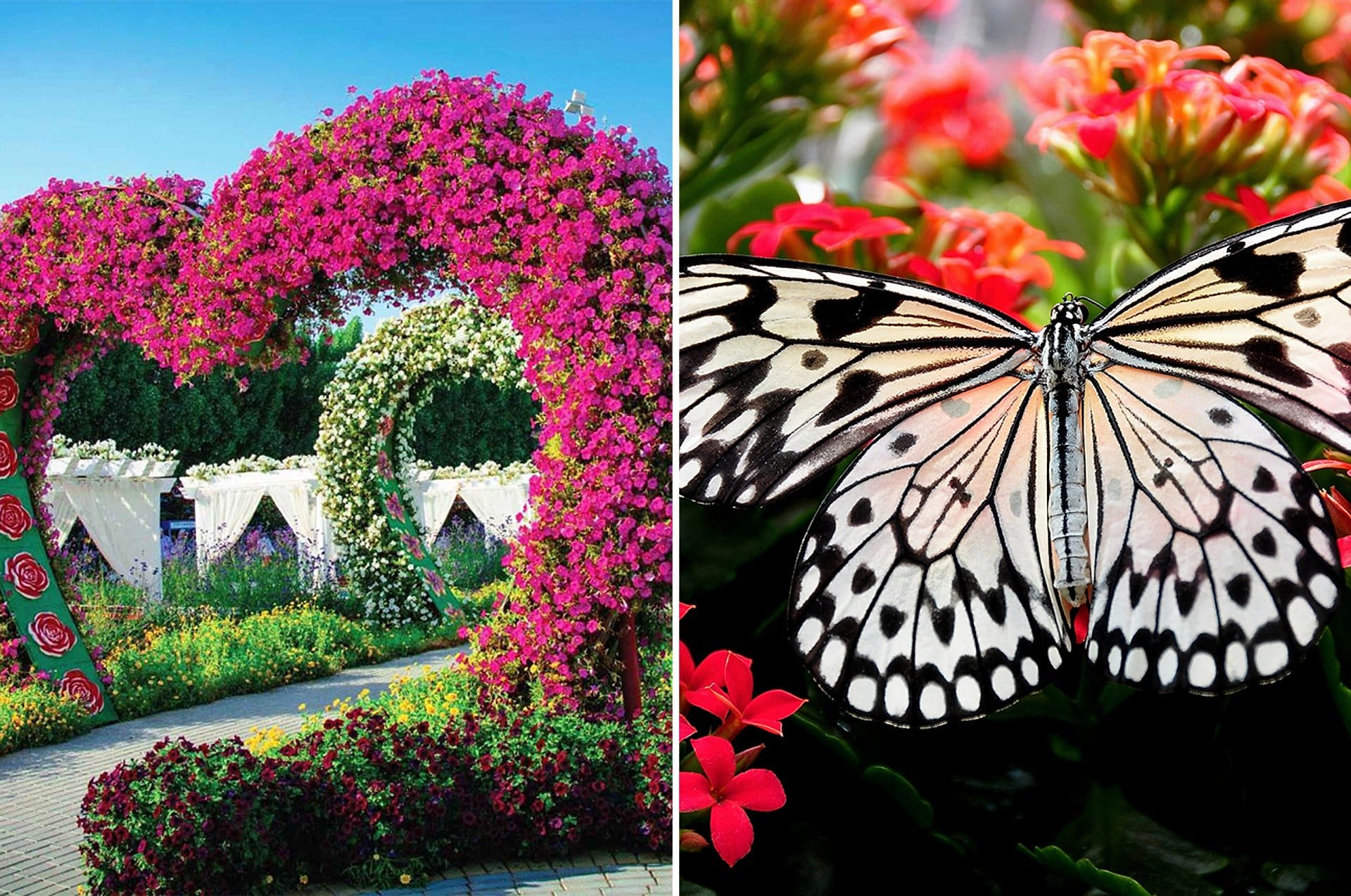 Miracle y Butterfly Garden con traslados