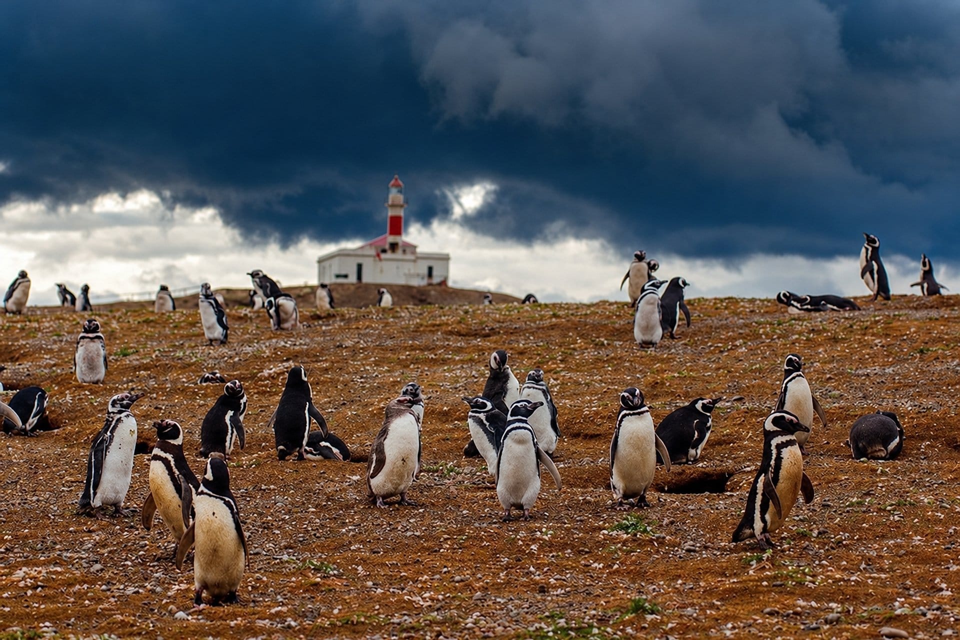 Pingüinos en Isla Magdalena en barco