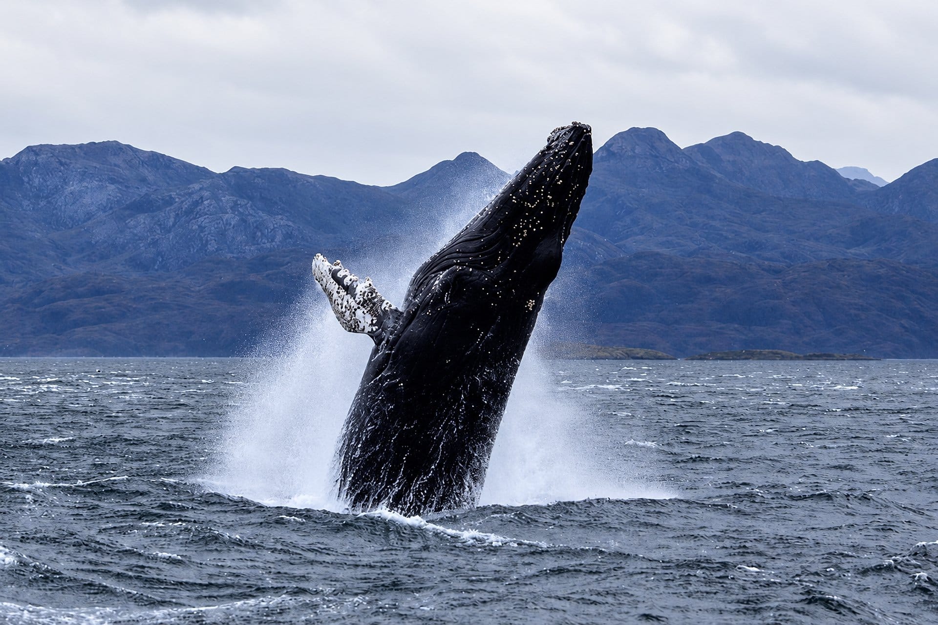 Navegación: Ballenas, Pingüinos y Glaciares