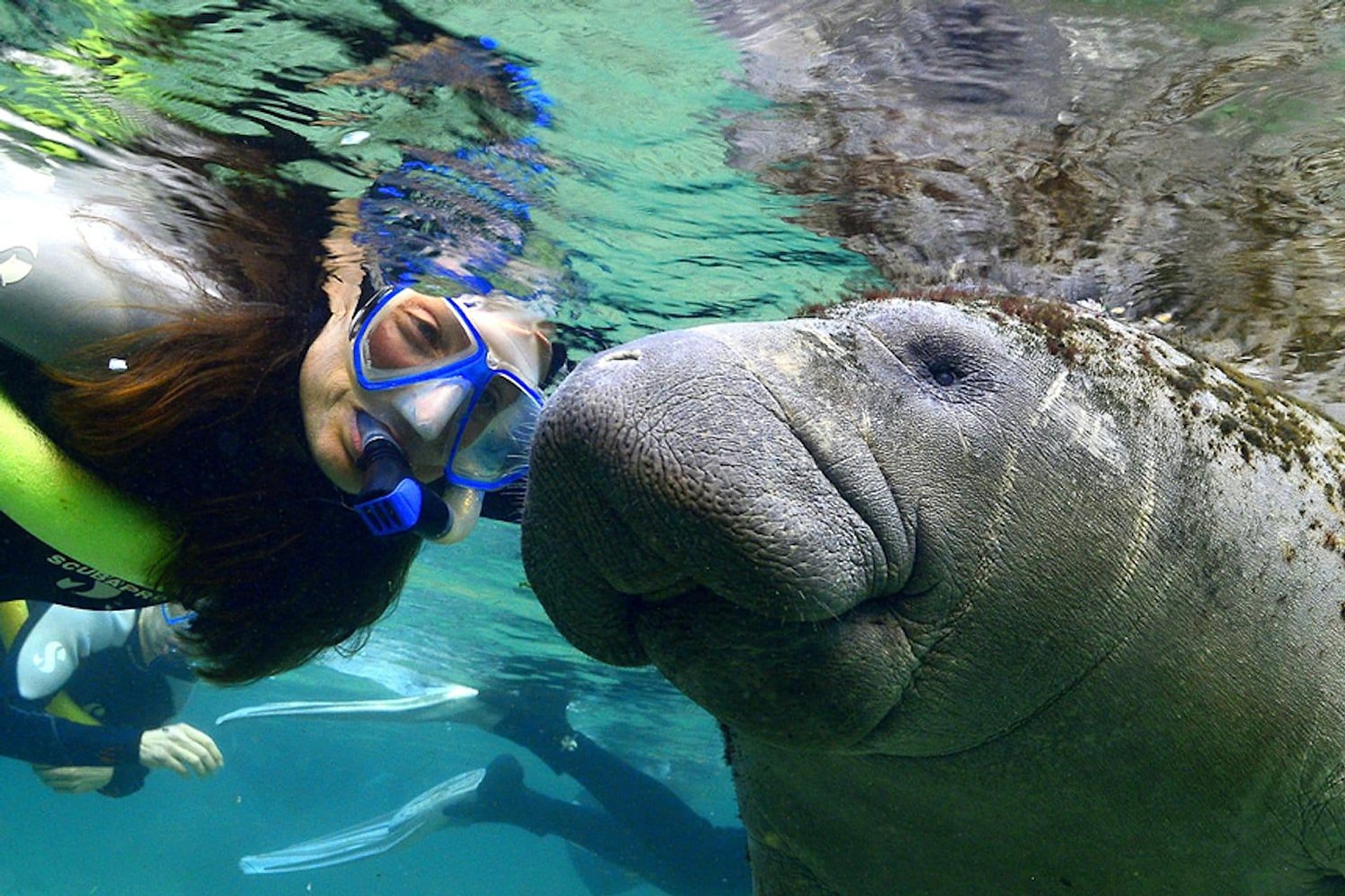 Manatíes, Wildlife Park y aerobarco