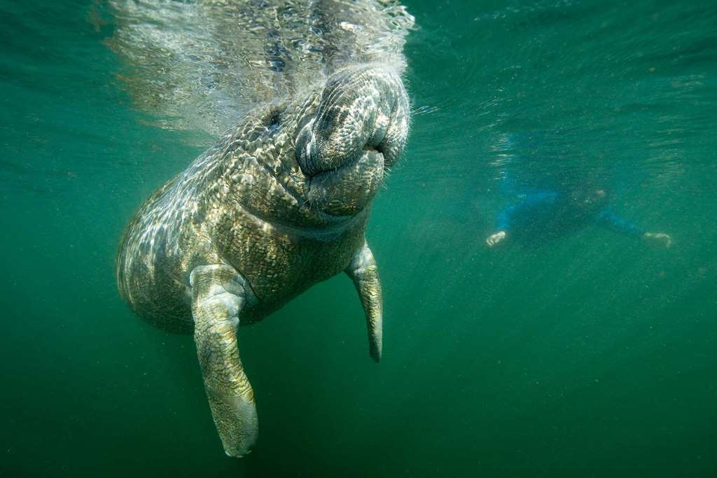 Nado con manatíes, snorkel y paseo en barco