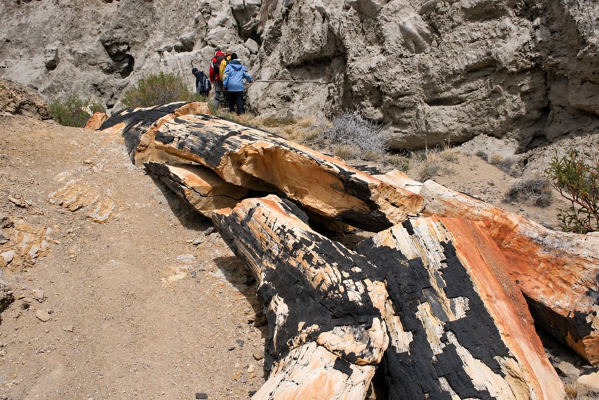 Bosque Petrificado La Leona